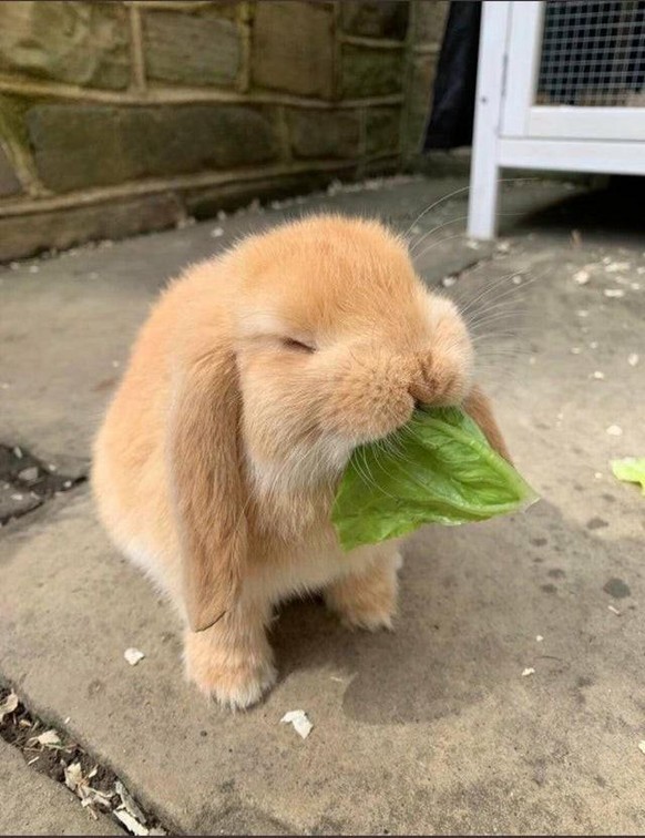 cute news animal tier hase

https://www.reddit.com/r/aww/comments/sik6r4/bugs_bunny/