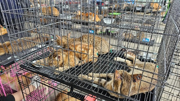Katzen Handel Vietnam