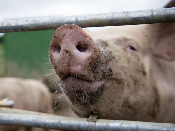 Bei einem Feuer in Alchenstorf BE sind am früheren Freitagmorgen einige Schweine umgekommen. (Themenbild)