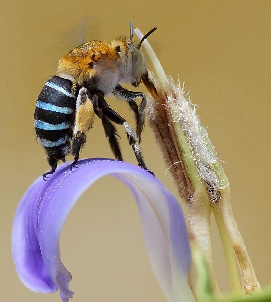 Blaugebänderte Pelzbiene