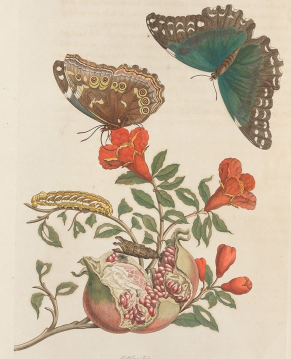 Merian berücksichtige jeweils auch die Nährpflanze der Tiere aus Suriname und gab auch diese detailliert wieder. Abbildung aus Maria Sibylla Merians Metamorphosis insectorum Surinamensium, 1705.
https ...