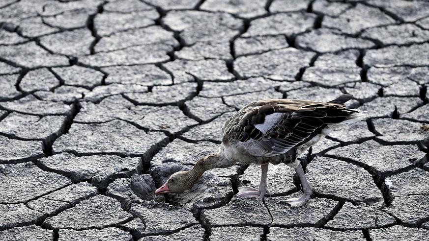 FILE - A goose looks for water in the dried bed of Lake Velence in Velence, Hungary, Thursday, Aug. 11, 2022. An unprecedented drought is afflicting nearly half of the European continent, damaging far ...