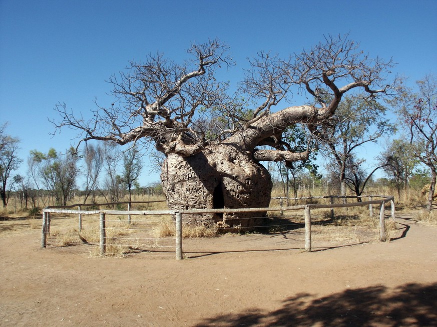 Auch im Städtchen Derby in Australien schlägt der Blitz knapp 100-mal pro Jahr ein. Den Baum kümmert's nicht. 
