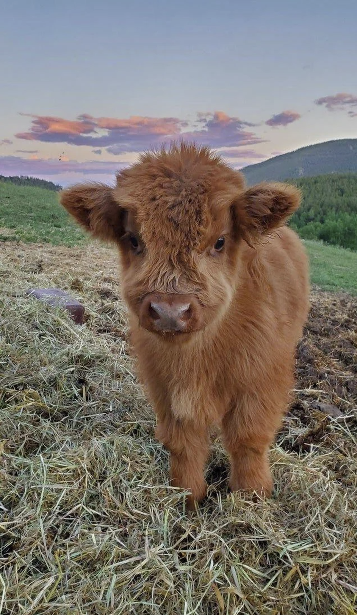 Cute news Rindli