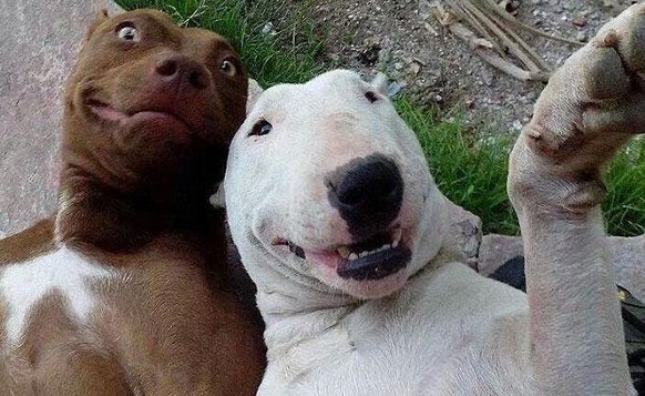 «So Hector, jetzt mach mal ein freundliches Gesicht für unser Selfie!»