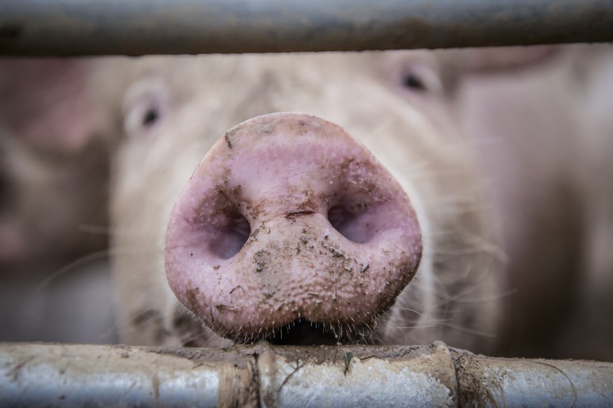 Schweine auf dem Gutsbetrieb Massnahmenzentrum Kalchrain, am Mittwoch, 13. Juni 2018 in Huettwilen. Ein in den vergangenen 20 Jahren fast in Vergessenheit geratenes, absolut naturnahes Haltungssystem  ...