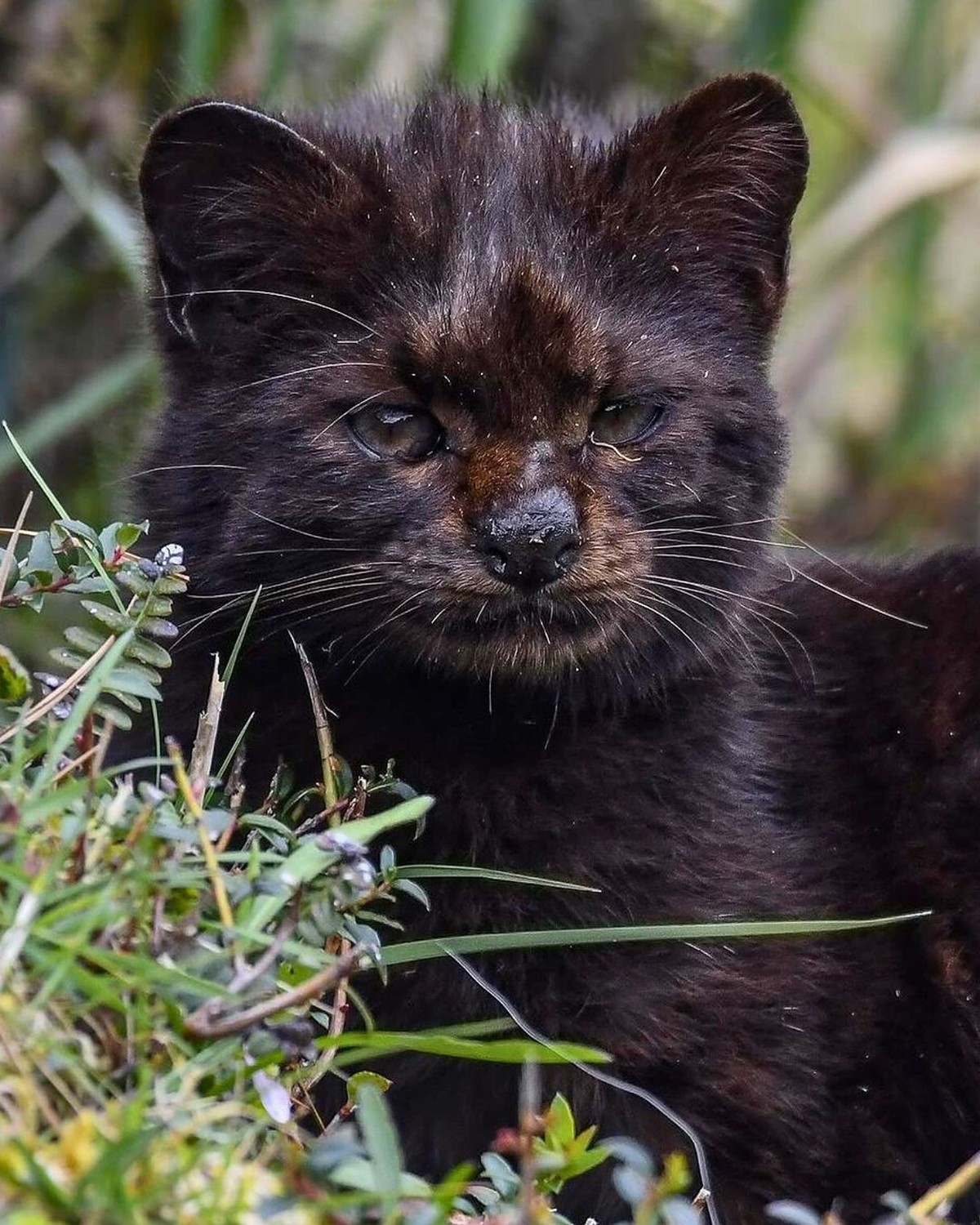 cute news tier chilenische wildkatze kodkod

https://www.instagram.com/p/C_4qN7gsE_Q/?img_index=6