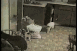 Animiertes GIF