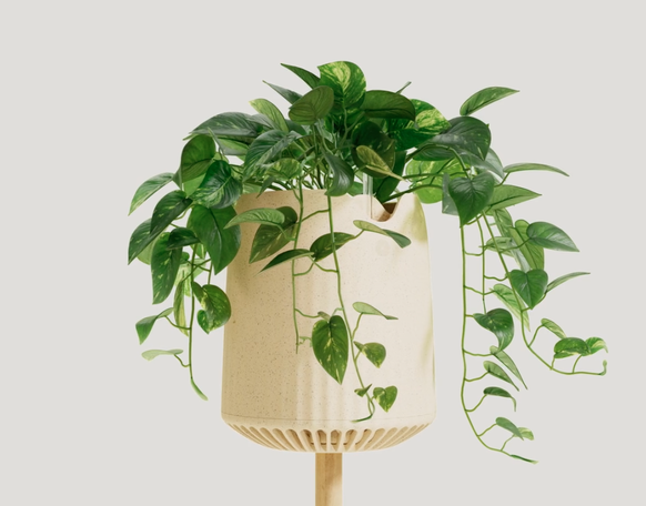 Neo P1 genetically modified houseplant (houseplant)