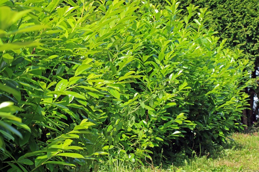 Neophyten und ungeeignete Gartenpflanzen Der beliebte, aber für die heimische Natur eher nutzlose Kirschlorbeer ist in noch vielen Gärten zu finden, aber in Essener Kleingartenanlagen ist die Pflanzun ...