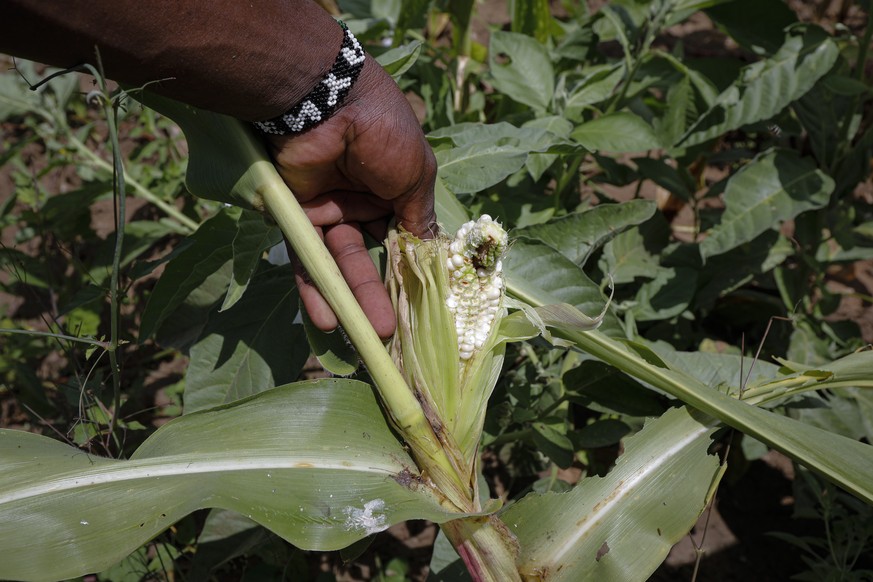 Ein Landwirt zeigt einen von Heuschrecken gefressenen Mais auf einer Farm in Enziu, Kitui County, etwa 200 km östlich von Kenias Hauptstadt Nairobi.