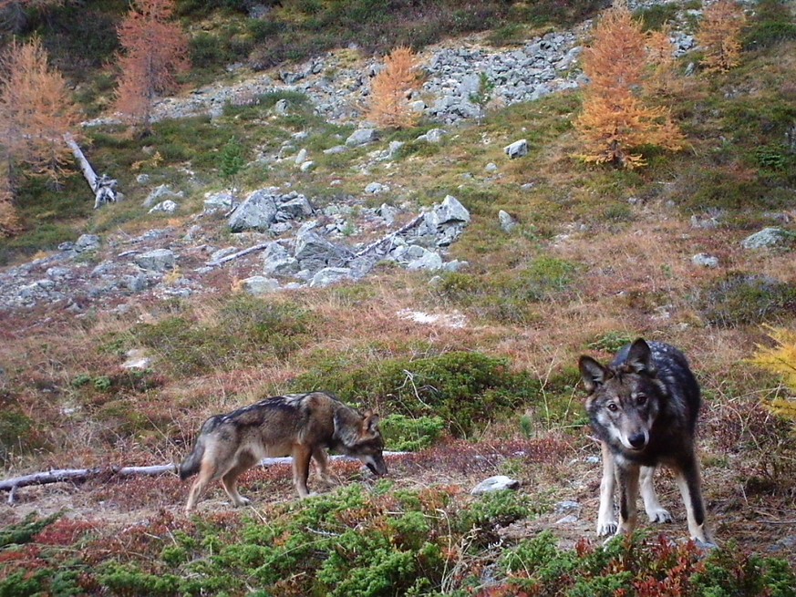 Ihnen soll es an den Kragen gehen, auch auf Vorrat: weil das Referendum gegen die Lockerung des Jagdgesetzes zustande kommt, hat das Volk das letzte Wort zum &quot;Abschussgesetz&quot; gegen Wolf, Ste ...