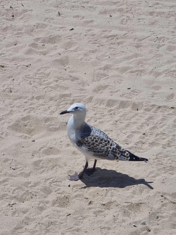 Nice news about the seagull https://www.reddit.com/r/Animals/comments/17uwabx/this_amazing_gull_i_found_today/