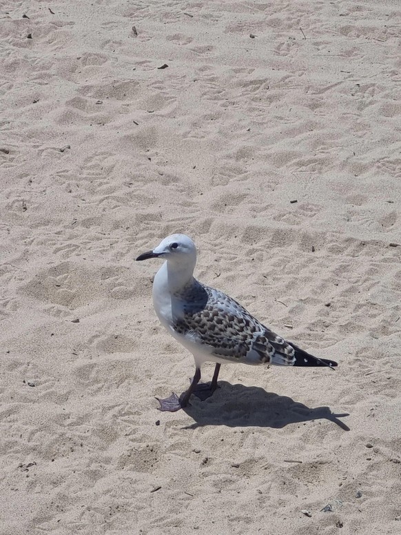 cute news tier möwe vogel

https://www.reddit.com/r/Animals/comments/17uwabx/this_amazing_gull_i_found_today/