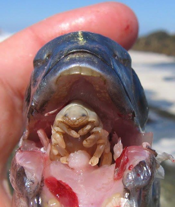 Hallo Cymothoa exigua! Die parasitäre Assel lebt im Mund von Fischen.