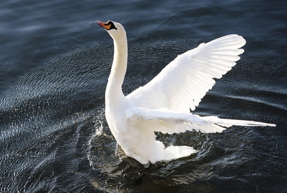 THEMENBILD ZUR FRUEHJAHRSSESSION: MOTION REGULIERUNG DER BESTAENDE HOECKRERSCHWAN -- Ein Schwan zeigt bei fruehlingshaften Temperaturen seine Federpracht, am Montag, 24. Februar 2014, auf dem Zuerichs ...