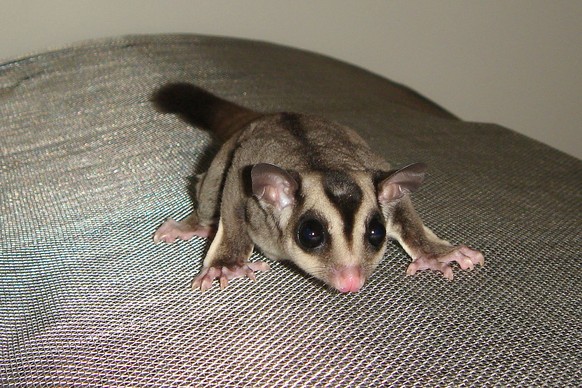 Sugar Glider
Cute News
https://commons.wikimedia.org/wiki/File:Petaurus_breviceps_08_-_by_Wm_Jas.jpg