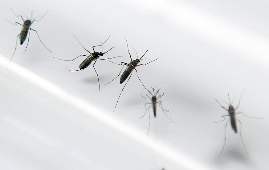 Mücken können das Denguefieber übertragen