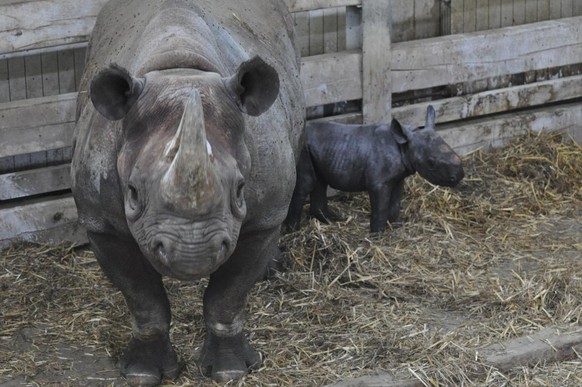 Das kleine Spitzmaulnashorn.