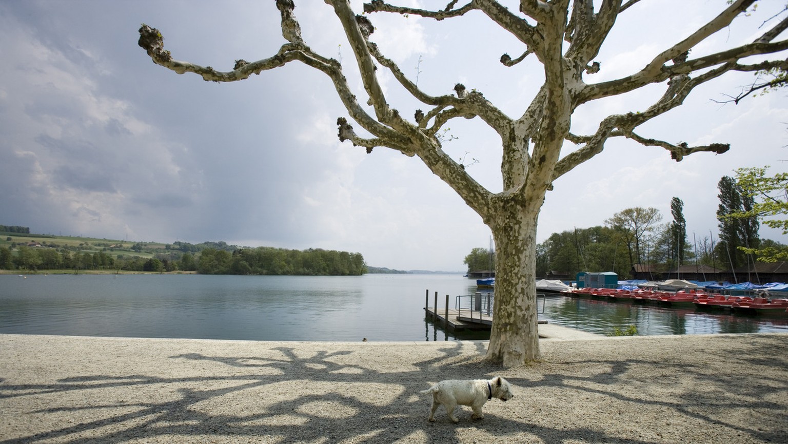 Ein Hund spaziert am Quai in Sursee am Sempachersee im Kanton Luzern am 27. April 2007. (KEYSTONE/Gaetan Bally)

A dog walks on the quay at the Lake Sempach in the canton of Lucerne, Switzerland, pict ...