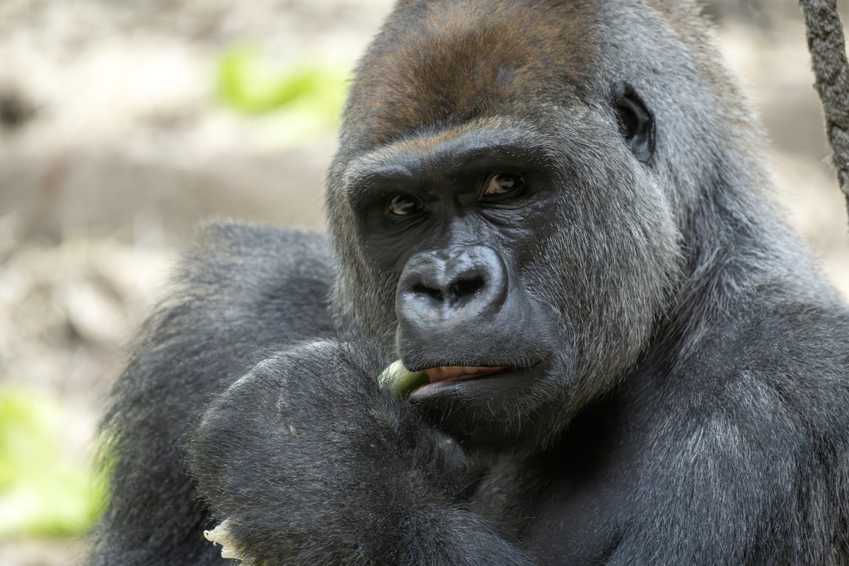 ARCHIV - ZU DEN BEIDEN TODESFAELLEN DER GORILLAS IM ZOO BASEL, STELLEN WIR IHNEN FOLGENDES BILDMATERIAL ZUR VERFUEGUNG - Der neue Silberruecken Yeba (geboren am 1. Mai 2012) im Zoo in Basel, am Mittwo ...