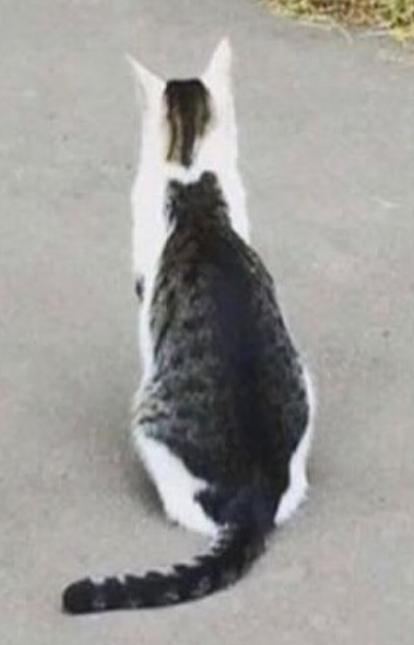 cute news tier katze

https://www.instagram.com/p/CugGtUkqbSF/