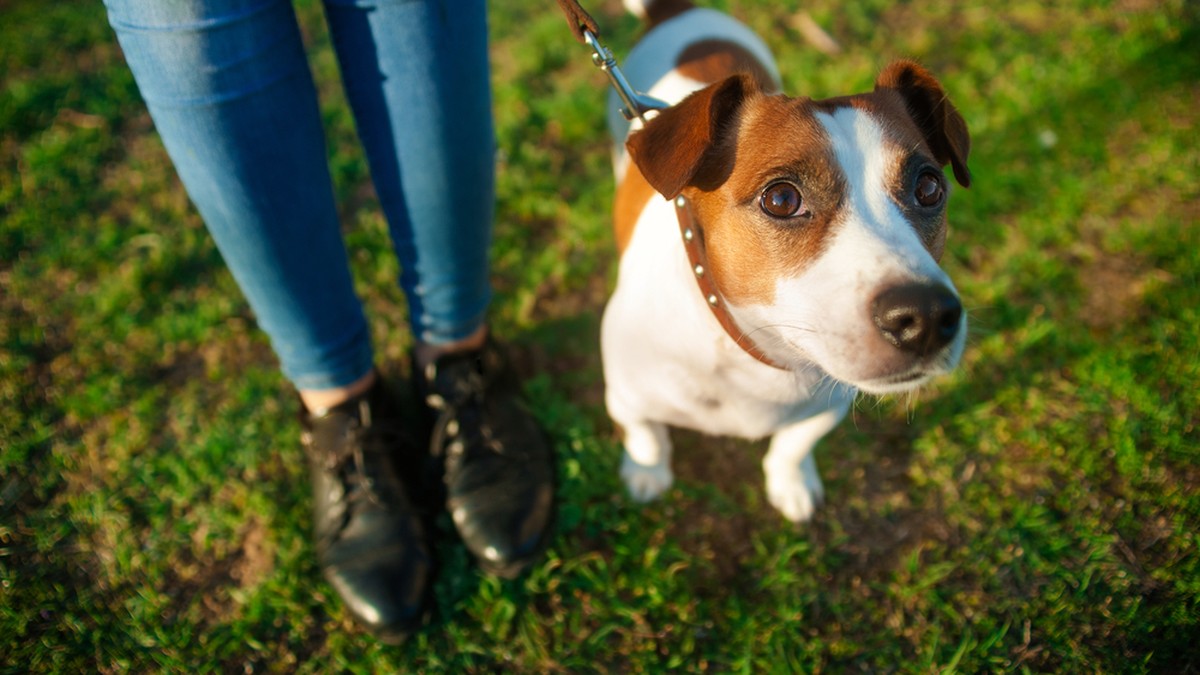 Bis-zu-100-Franken-Busse-Chiasso-verpflichtet-Hundehalter-zum-Nachsp-len