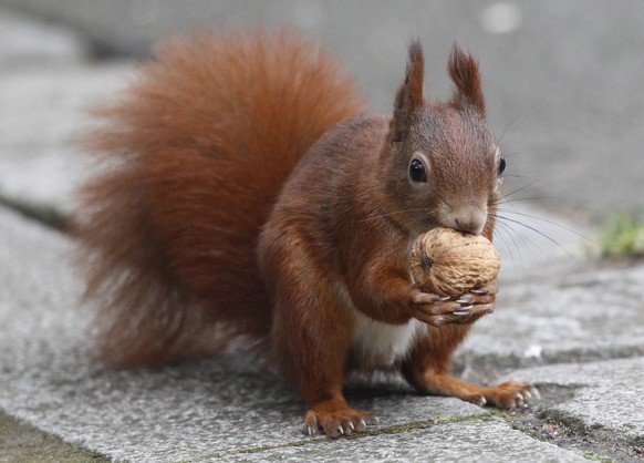 Ein Eichhoernchen haelt am Freitag (15.10.10) im Tiergarten in Nuernberg eine Walnuss in den Haenden. Um sich fuer den nasskalten Herbst vorzubereiten sammeln Eichhoernchen im Herbst fleissig Nuesse,  ...