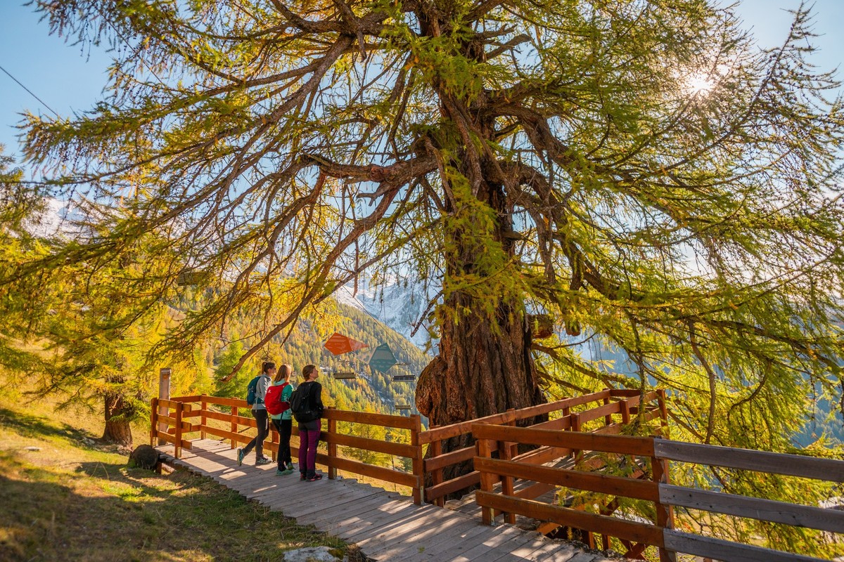 Lärchen von Balavaux, Rauszeit Herbstwanderungen