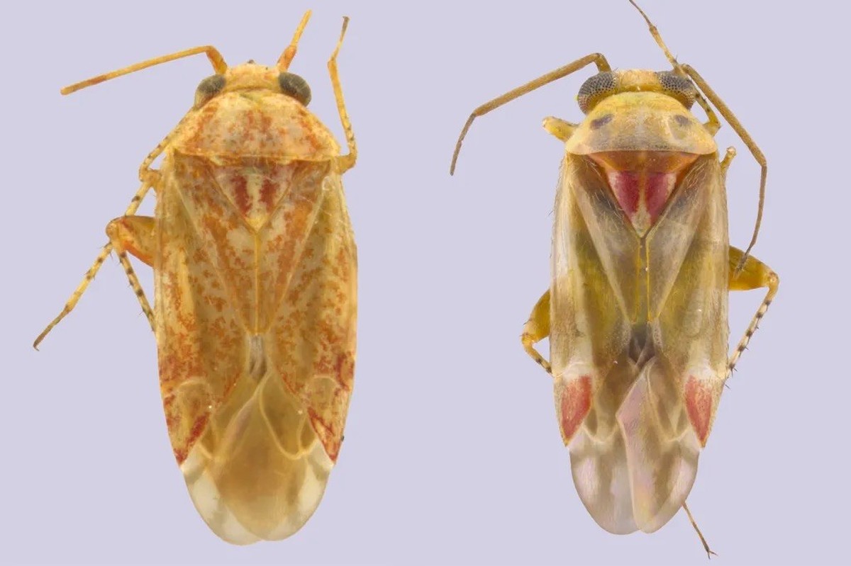 Cheveux blonds, lèvres rouges… ou plutôt corps jaune pâle et touches écarlates. Des scientifiques viennent de baptiser quatre nouvelles espèces d’insectes en hommage à Taylor Swift et à ses albums.
