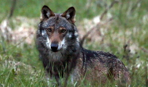 ARCHIV ? ZU DEN THEMEN AN DER HERBSTSESSION DER EIDGENOESSISCHEN RAETE VON HEUTE DIENSTAG, 10. SEPTEMBER 2019, STELLEN WIR IHNEN FOLGENDES BILDMATERIAL ZUR VERFUEGUNG - Ein Wolf, mutmasslich &quot;M35 ...