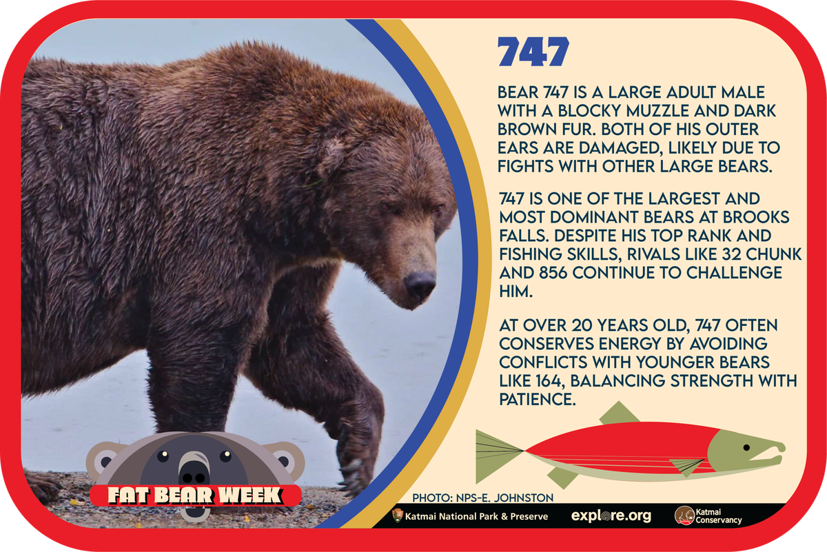 Bär 747 bei der «Fat Bear Week».