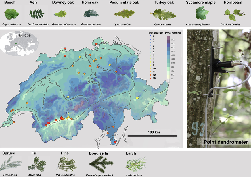 Diese Grafik zeigt die Baumarten sowie die Standorte, die bemessen werden. Rechts ist ein sogenannter Punktdendrometer abgebildet.