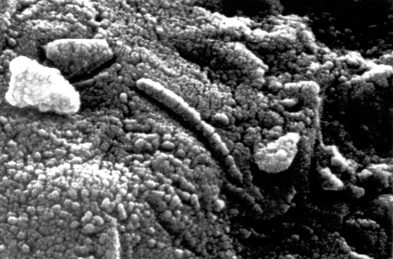 This undated NASA photo shows a high-resolution scanning electron microscope image of an unusual tube-like form, less than 1/100th the width of a human hair, found in the meteorite ALH84001. This imag ...