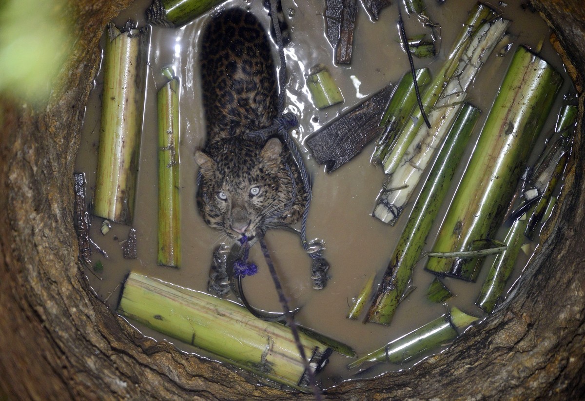 epa05207367 A leopard looks up after it fell down a well in Guwahati city, India, 12 March 2016. The fully grown leopard was later tranquilised by the zoo officials and taken to the Guwahati Zoo. Fore ...