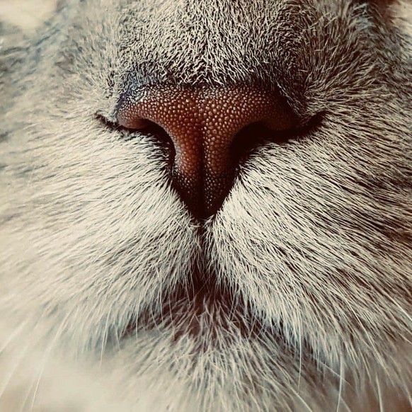 cute news animal tier cat katze

https://imgur.com/t/aww/2PtkiM2
