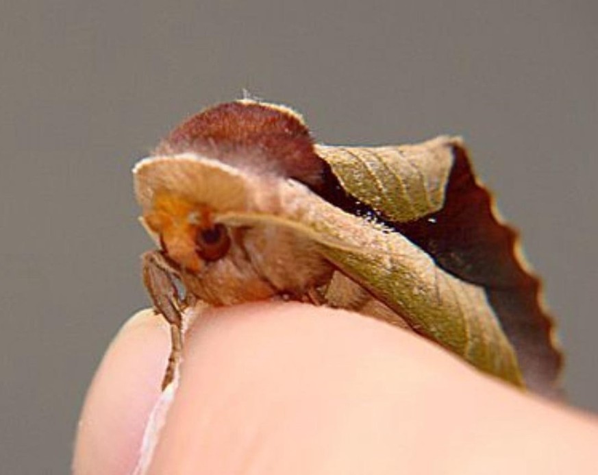 Dead Leaf Moth [Uropyia meticulodina]

https://www.reddit.com/r/AIDKE/comments/1v73l7l/dead_leaf_moth_uropyia_meticulodina/
