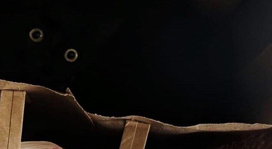 Kuckuck! Hier gibt's lustige Tierbilder. (Und auch das eine oder andere GIF)