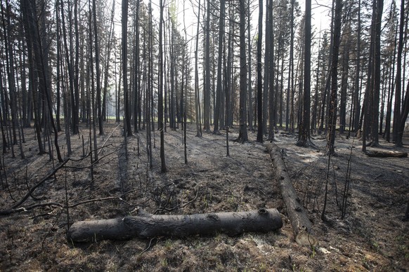 Burnt trees damaged from the wildfires, in Drayton Valley in Edmonton, Alberta, on Wednesday May 17, 2023. (Jason Franson/The Canadian Press via AP)