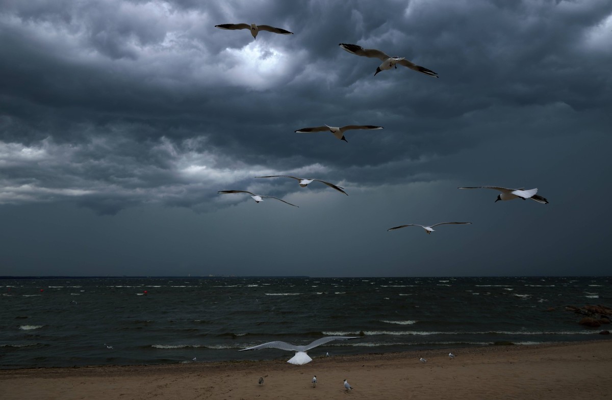 Russia Daily Life 9204282 11.07.2026 Seagulls fly over the beach in pre-storm weather on the coast of the Gulf of Finland in Repino, St. Petersburg, Russia. Alexei Danichev / Sputnik St. Petersburg Ru ...