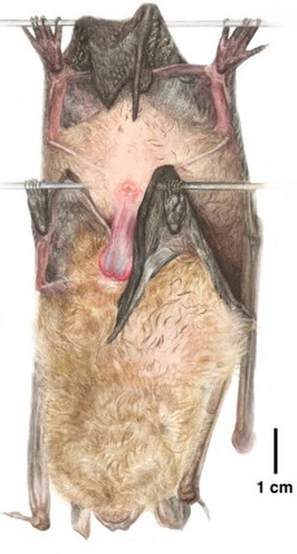 Kopulation eines Eptesicus serotinus-Paares. Das Männchen, oben auf der Zeichnung, benutzt seinen erigierten Penis, um das Uropatagium des Weibchens, unten auf der Zeichnung, zu passieren. Die endstän ...