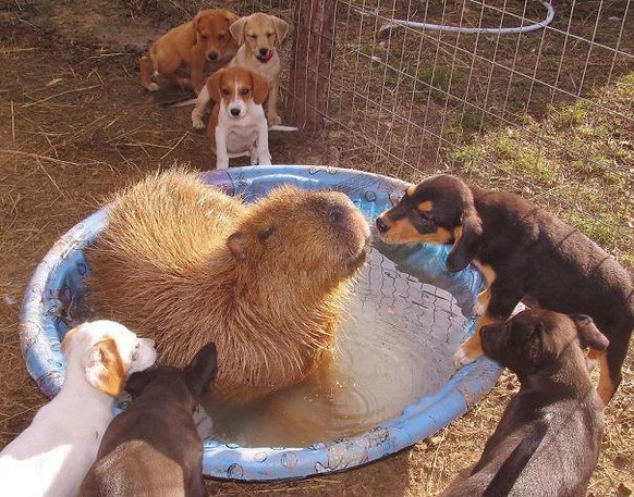 capybara

https://imgur.com/gallery/XKtnH