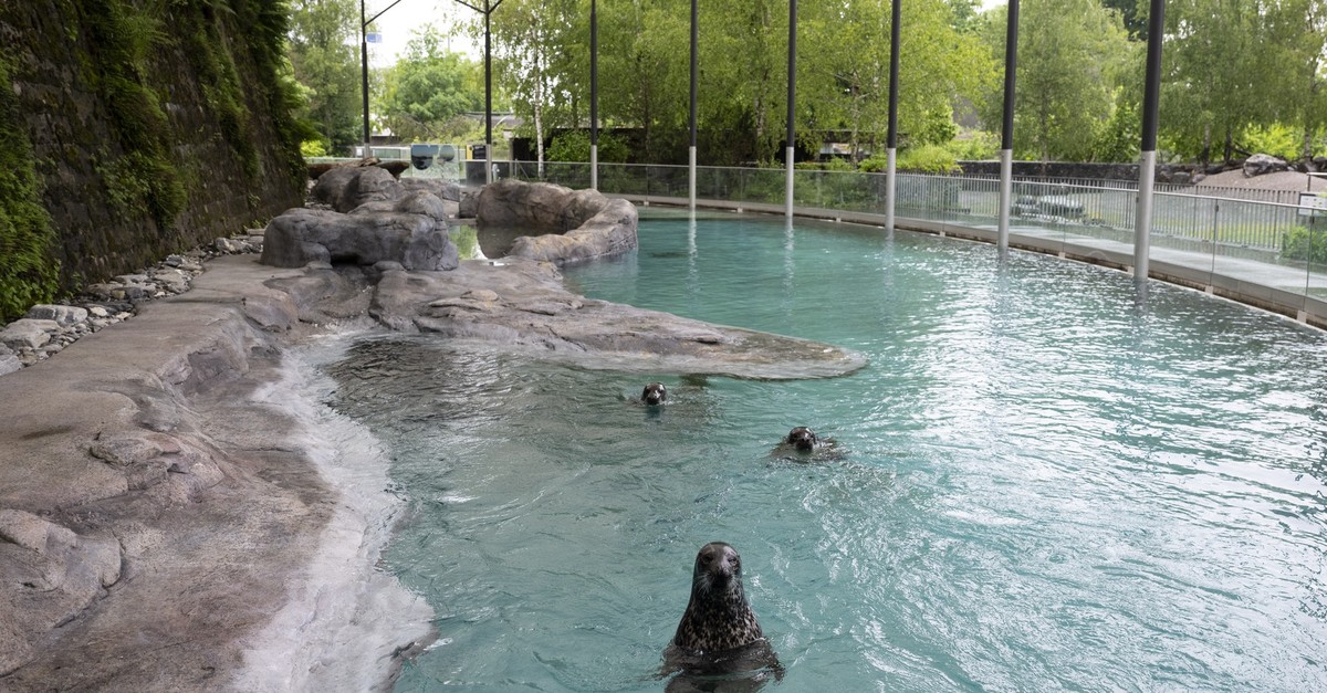 Berner-Tierpark-plant-Familien-statt-Streichelzoo
