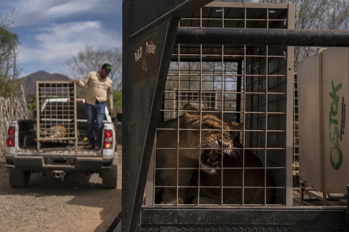 A lion sits in a cage waiting to be transported to Mazatlan, Sinaloa state, at the Ostok Sanctuary, on the outskirts of Culiacan, Sinaloa state, Mexico, Tuesday, May 20, 2025. (AP Photo/Felix Marquez) ...