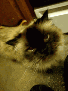 Animiertes GIF