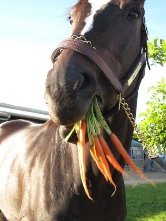 cute news tier pferd

https://ch.pinterest.com/pin/567805465521761956/