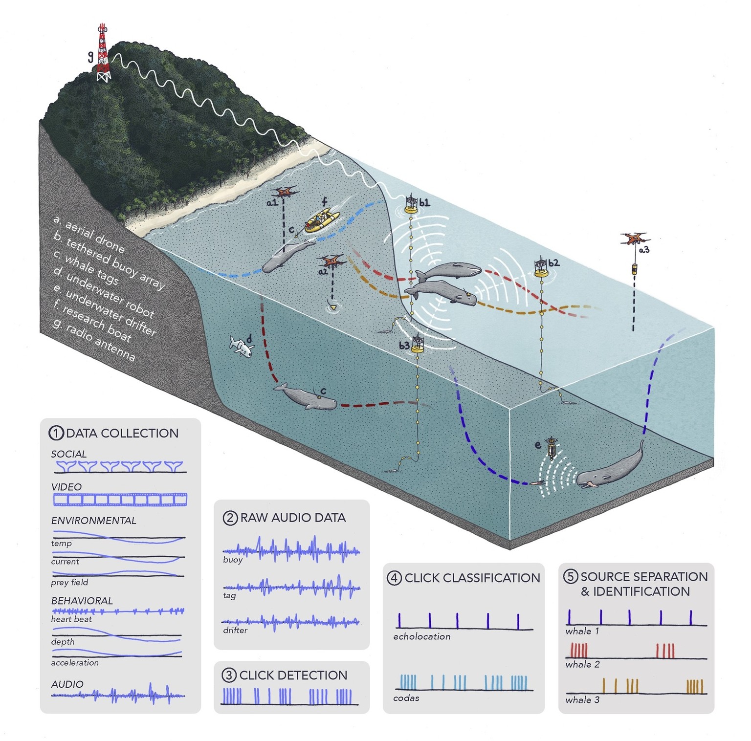 Schematic of whale bioacoustic data collection with multiple data sources by several classes of assets.
https://www.sciencedirect.com/science/article/pii/S2589004222006642