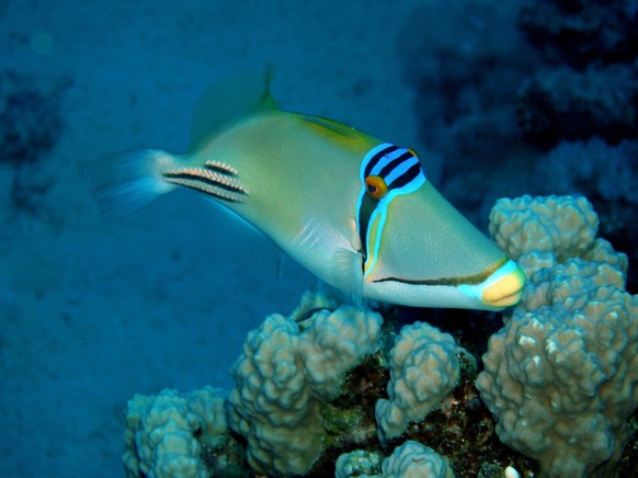Picassofish / underwater photograph, dive site - Ras Bob, Egypt, depth - 15m
triggerfish