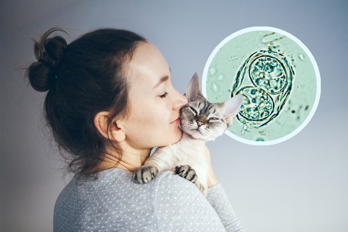 Der Parasit Toxoplasmosa gondii befällt Katzen, aber auch Menschen