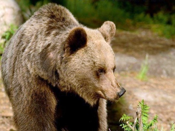 HANDOUT - A brown bear in the Trentino region.  Photo: Campolongo Annalisa/Forest Authority of the Autonomous Province of Trento/dpa - PLEASE NOTE: For editorial use only due to the current...